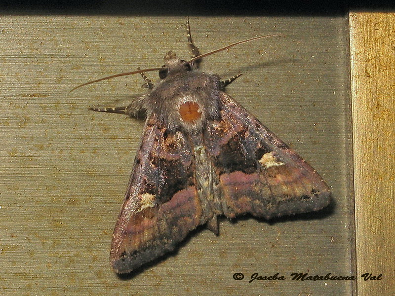 Euplexia lucipara - Noctuidae